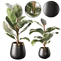 Bonsai Potted Plants With Green White Variegated Leaves Red Stems And Black Gold Accent Pots