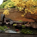 Tranquil Water Fountain with Red Koi Fish Lily Pads and Yellow Tree by Bamboo Fence