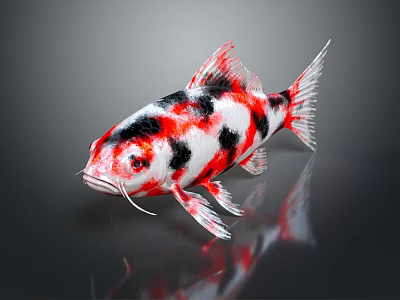 Ornamental Koi Fish With Red White Black Coloration On Dark Reflective Surface 3d model