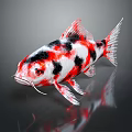 Ornamental Koi Fish With Red White Black Coloration On Dark Reflective Surface