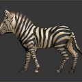 Realistic Zebra With Black And White Stripes In Standing Pose On Gray Background
