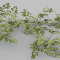 Fresh Parsley Herb Also Known as French Parsley Used in Aromatic Culinary Dishes