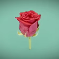 Vibrant Red Rose Plant With Green Stem And Blooming Petals On Light Green Background
