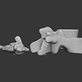 Anatomical White Human Vertebrae Organ Models For Medical Educational Study And