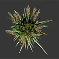 Green Reed Plant with Green Yellow Striped Leaves Brown Spikes Against Dark Background and Reflection