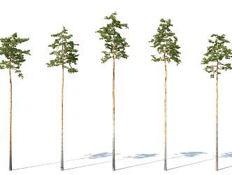 The Modern Tree 3d model