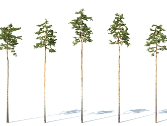 The Modern Tree 3d model