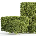 Lush Green Outdoor Bushes With Trimmed Shaped Foliage And Garden Design