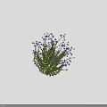 Small Purple Flowers With Green Leaves In Bushes On Black Background