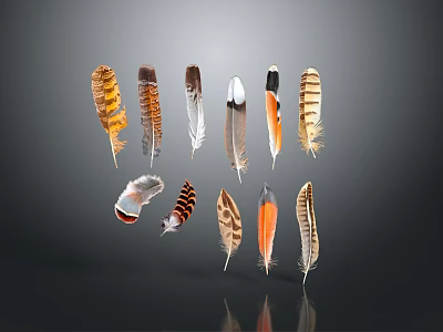 Colorful Feather Decorative Ornament Set with Various Patterns for Home Decoration 3d model