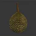 Fresh Ripe Durian Tropical Fruit With Spiky Outer Skin Isolated On Gray Background