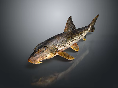 Spotted Freshwater Fish With Dark Yellow Body And Fins On Reflective Surface 3d model