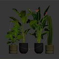 Various Indoor Potted Plants with Green Leaves and Colorful Flowers in Ceramic Pots