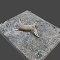 Dead Deer Carcass Found Lying on Gravel Ground With Scattered Feathers