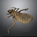 Giant Insect Specimen Featuring Detailed Brown Exoskeleton And Long Legs On Dark Background