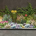 Beautiful Succulent Plants Garden with Cactus Colorful Varieties and Green Vines