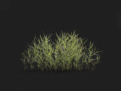 Feathery Green Grass Tuft With Lush Growth And Natural Texture In Black Backdrop 3d model