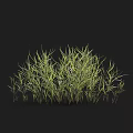 Feathery Green Grass Tuft With Lush Growth And Natural Texture In Black Backdrop