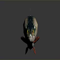 Colorful Freshwater Fish With Green Silver Scales Red Fins And Yellow Eyes