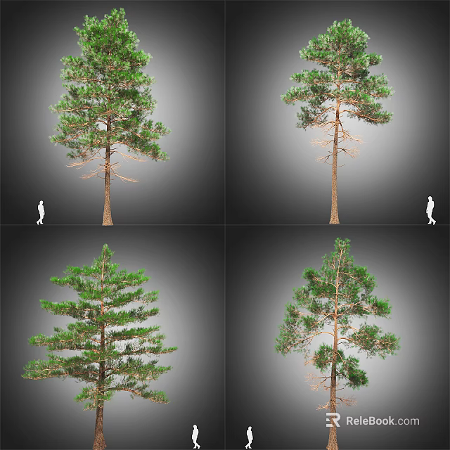 Arbor With Various Growth Forms And Size Comparison Human Figure 3d model 
