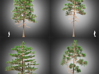 Arbor With Various Growth Forms And Size Comparison Human Figure 3d model