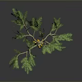Lush Green Leaf Tree Bearing Fresh Yellow Fruits Against Gray Background