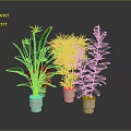 Indoor Green Leafy Plants In White Pots On Dark Background