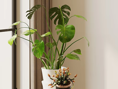 Monstera Potted Plant with Large Green Leaves in White Pot and Small Plant on Indoor Stand 3d model