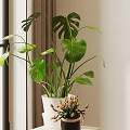 Monstera Potted Plant with Large Green Leaves in White Pot and Small Plant on Indoor Stand