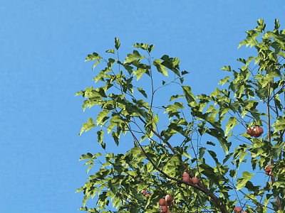 Tall Arbor With Lush Green Leaves And Vibrant Red Fruits Against Clear Blue Sky 3d model