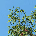 Tall Arbor With Lush Green Leaves And Vibrant Red Fruits Against Clear Blue Sky