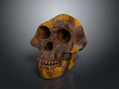 Brownish Yellow Ancient Human Skull With Detailed Anatomical Surface Texture Features 3d model