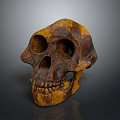 Brownish Yellow Ancient Human Skull With Detailed Anatomical Surface Texture Features