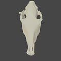 Detailed Animal Skull Anatomical Structure With Visible Teeth On Green Background