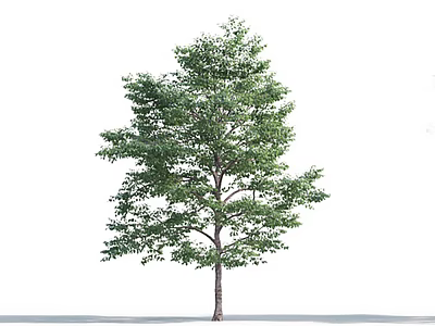 Tall Arbor With Lush Green Leaves And Straight Brown Trunk Isolated On White Background 3d model