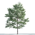 Tall Arbor With Lush Green Leaves And Straight Brown Trunk Isolated On White Background