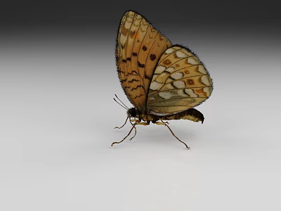 Orange And Black Spotted Butterfly With Open Wings On White Gray Gradient Background 3d model