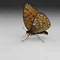 Orange And Black Spotted Butterfly With Open Wings On White Gray Gradient Background