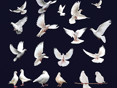 birds dove peace dove white pigeon carrier pigeon flying pigeon model