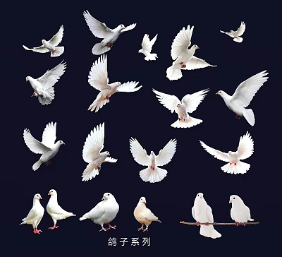 Group Of White Doves Flying And Standing In Various Poses On Dark Background 3d model