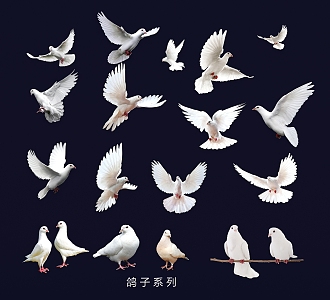 birds dove peace dove white pigeon carrier pigeon flying pigeon 3d model