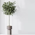 Modern Garden Decor With Various Green Plants In Different Planters And Arrangements