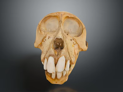 Detailed Animal Skull Skeleton With Visible Teeth And Natural Bone Texture 3d model