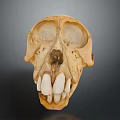 Detailed Animal Skull Skeleton With Visible Teeth And Natural Bone Texture