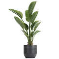 Healthy Indoor Bonsai Plant With Lush Green Leaves In Stylish Modern Ceramic Pot