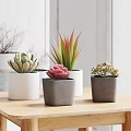 Bonsai Potted Plants On Wooden Table Featuring Succulents Green Plants In White Gray Pots
