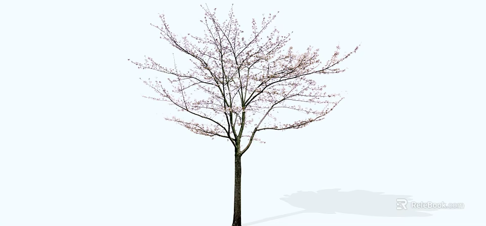 Slender Trunk Arbor With Delicate Branches And Pink Blossoms In Spring 3d model 