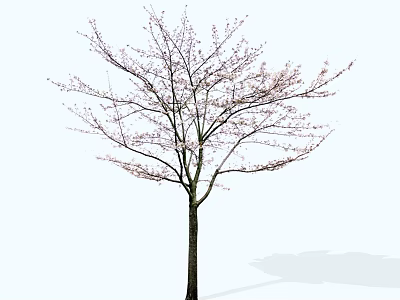 Slender Trunk Arbor With Delicate Branches And Pink Blossoms In Spring 3d model