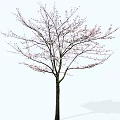 Slender Trunk Arbor With Delicate Branches And Pink Blossoms In Spring
