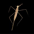 Light Brown Stick Insect With Slender Body And Long Legs On Black Background